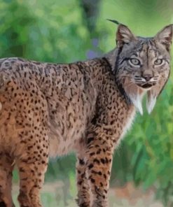 Lynx Animal paint by numbers