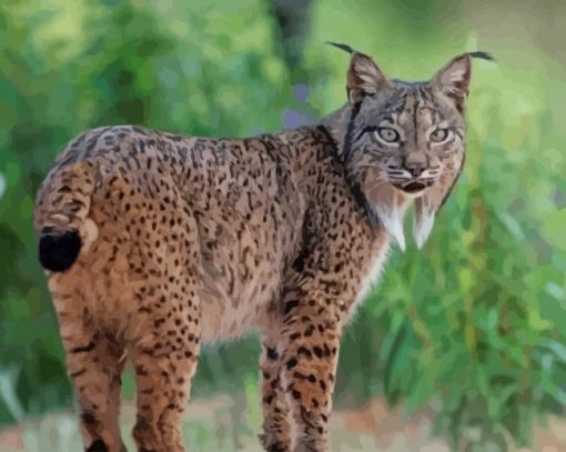 Lynx Animal paint by numbers