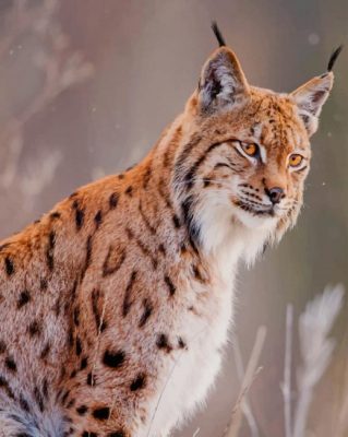 Lynx Boreal Male paint by numbers