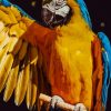 Macaw Parrot Bird paint by numbers