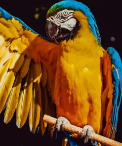 Macaw Parrot Bird paint by numbers