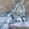 Maine Coon Cat paint by numbers