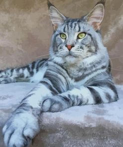 Maine Coon Cat paint by numbers