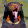 Malayan Sun Bear paint by numbers