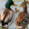 Mallard Duck paint by numbers