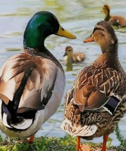 Mallard Duck paint by numbers