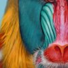 Mandrill Monkey paint by numbers