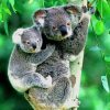 Mom and Her Little Baby koala paint by numbers