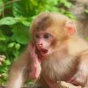 Monkey With Crazy Face paint by numbers