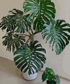 Monstera Plant paint by numbers