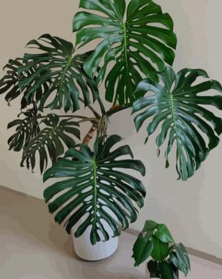 Monstera Plant paint by numbers