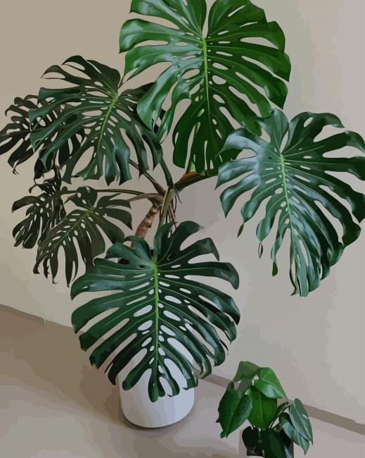 Monstera Plant paint by numbers