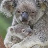 Mother and Baby koala paint by numbers