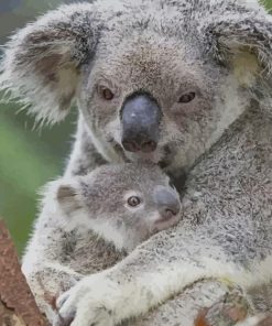 Mother and Baby koala paint by numbers