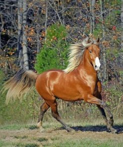 Mountain Horse paint by numbers