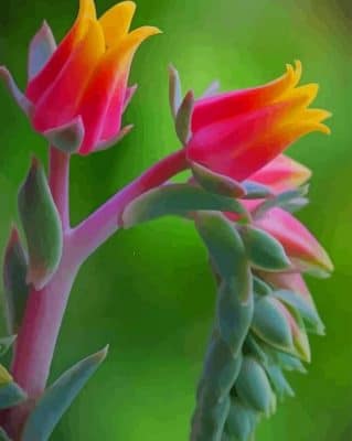 Multi Color Flower paint by numbers