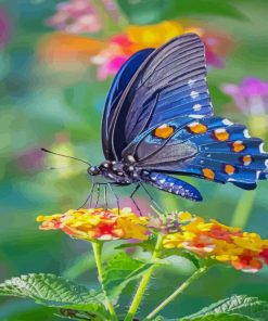 Natural Butterfly paint by numbers