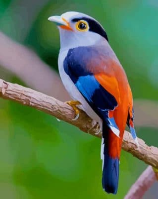 Nature Birds paint by numbers