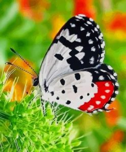 Nature Butterfly paint by numbers