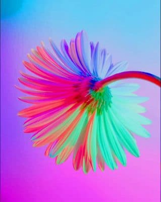 neon flower paint by number