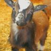 Nigerian Dwarf Goat paint by numbers