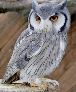 Northern Faced Owl Paint By Numbers