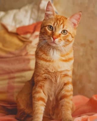 Orange Cat paint by numbers