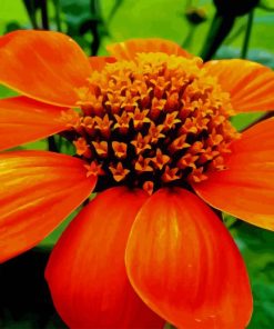 Orange Flowerpaint by numbers