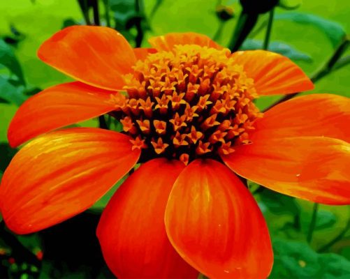 Orange Flowerpaint by numbers