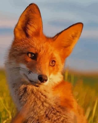 Orange Fox Animal paint by numbers