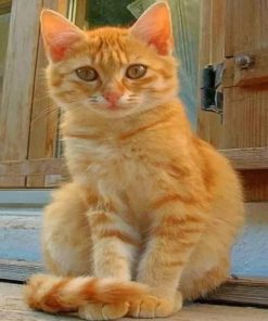 Orange kitten paint by numbers