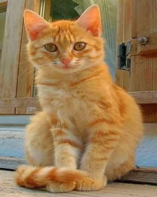 Orange kitten paint by numbers