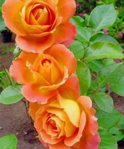 Orange Roses paint by numbers