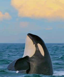 Orcas Whale paint by numbers