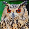 Owl With Eyesight paint by numbers