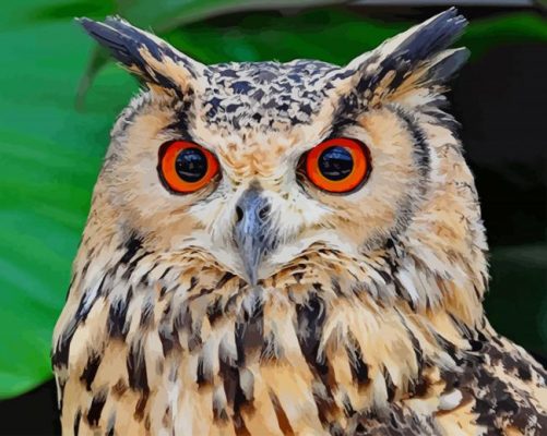 Owl With Eyesight paint by numbers