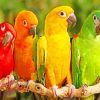 Colorful Parrots On The Tree paint by numbers