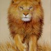 Painting of Lion paint by numbers