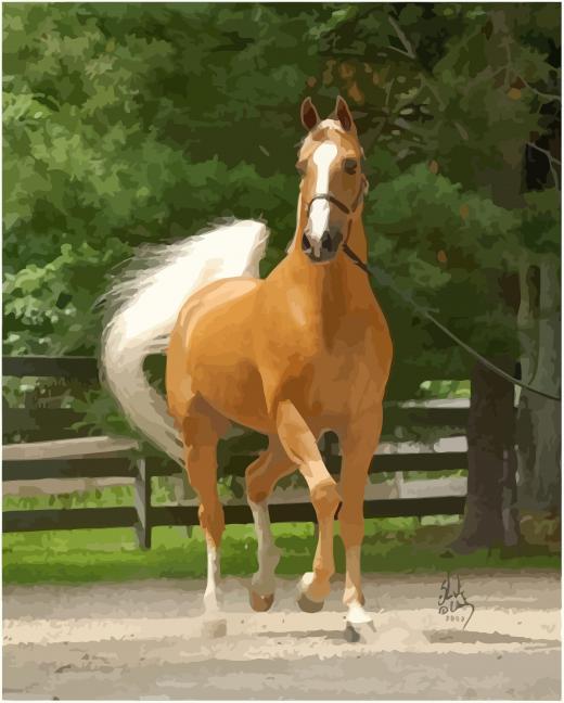 Palomino Gold Horse paint by numbers