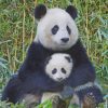 Panda And Baby paint by numbers