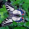 Papilio Machaon Butterfly paint by numbers