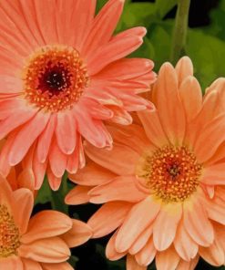 Peach Gerbera Daisy Flowers paint by numbers