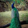 Peacock Bird With Artistic Feather paint by numbers