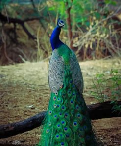 Peacock Bird With Artistic Feather paint by numbers