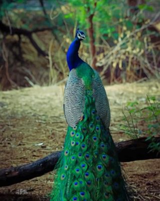 Peacock Bird With Artistic Feather paint by numbers