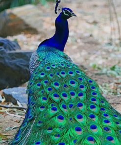 Peacock Bird paint by numbers