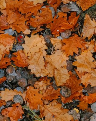 pile of brown leaves painting by numbers