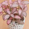 pink fittonia plant paint by number