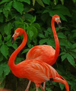 Pink Flamingo Paint By Numbers