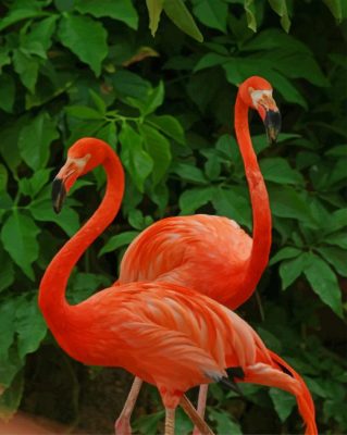 Pink Flamingo Paint By Numbers